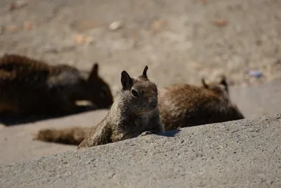 April 2016 - San Diego